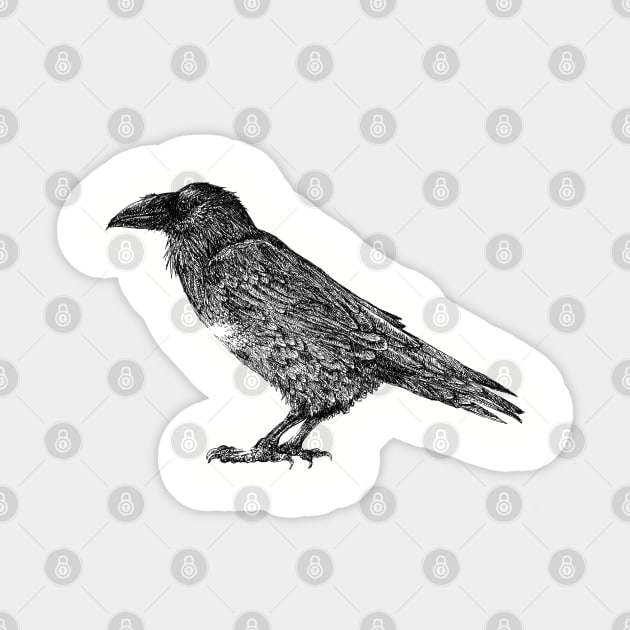 Raven pen and ink Sticker by tsd-fashion
